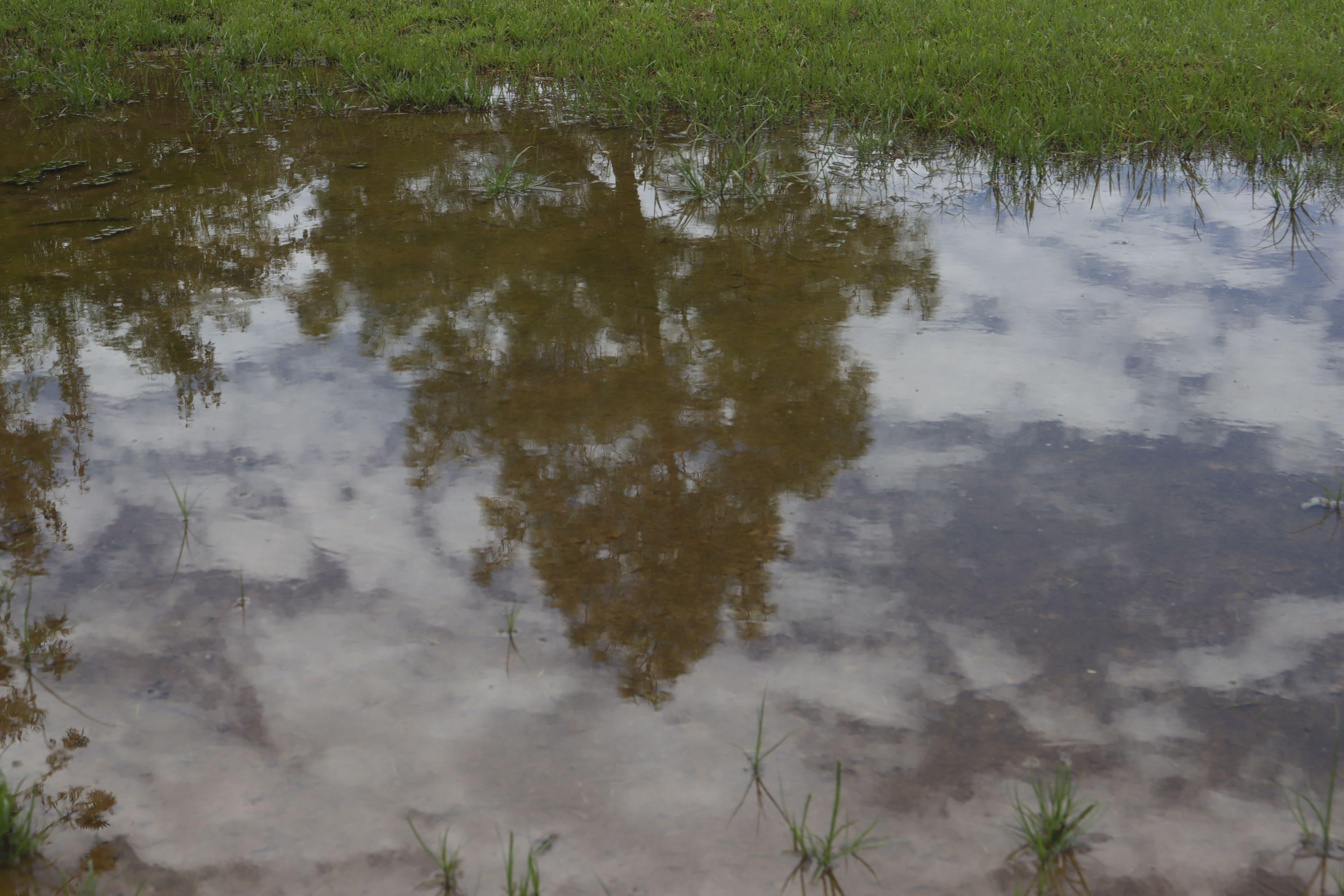 THE RAIN OF FREEDOM